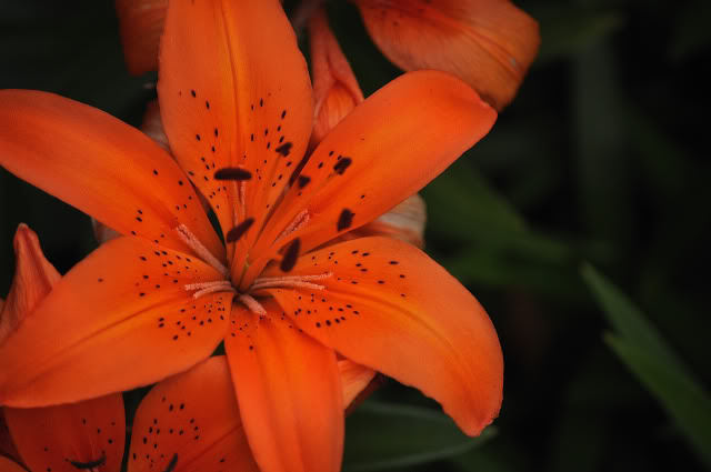 Name:  DSC_0120.jpg
Views: 123
Size:  66.4 KB