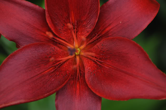 Name:  DSC_0121.jpg
Views: 60
Size:  79.2 KB