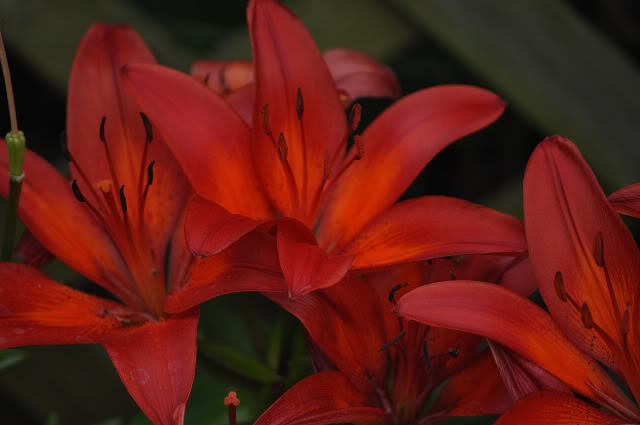 Name:  DSC_0115.jpg
Views: 97
Size:  65.0 KB