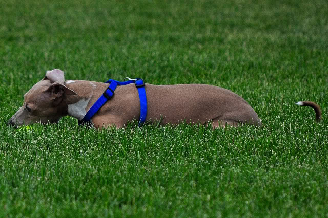 Name:  CSC_0074.jpg
Views: 73
Size:  133.5 KB