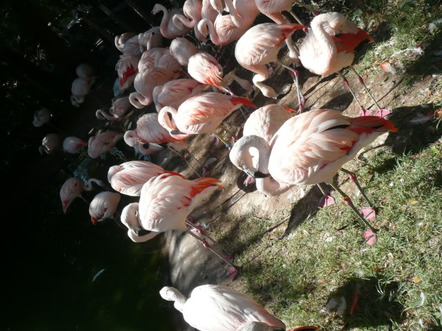 Name:  P1010227.jpg
Views: 41
Size:  95.4 KB