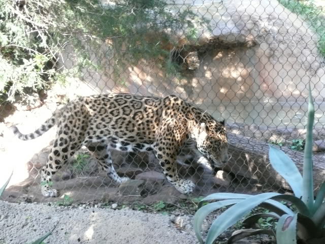 Name:  P1010333.jpg
Views: 28
Size:  99.2 KB