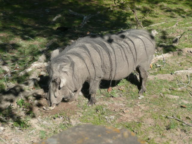 Name:  P1010282.jpg
Views: 39
Size:  110.6 KB