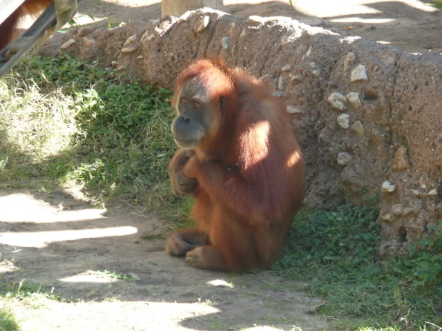 Name:  P1010190.jpg
Views: 35
Size:  82.1 KB