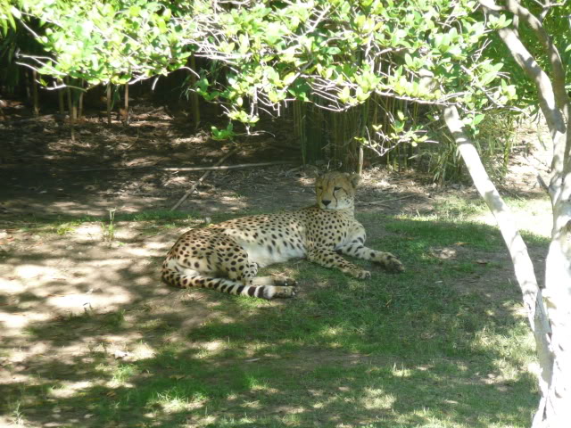 Name:  P1010207.jpg
Views: 43
Size:  111.3 KB