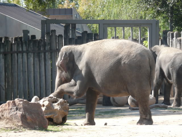 Name:  P1010243.jpg
Views: 38
Size:  84.9 KB