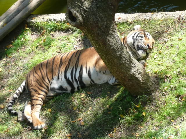 Name:  P1010272.jpg
Views: 35
Size:  128.4 KB