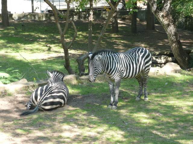 Name:  P1010279.jpg
Views: 36
Size:  103.5 KB