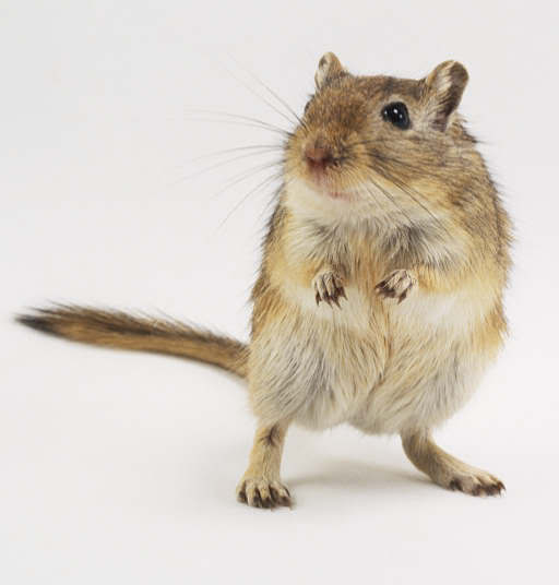 Name:  gerbil.jpg
Views: 140
Size:  19.0 KB