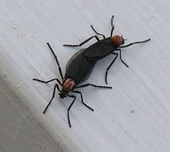 Name:  lovebug.jpg
Views: 33
Size:  12.0 KB