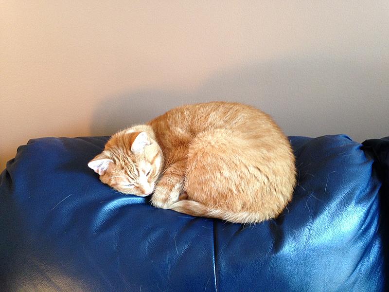CEL, P0010, thinking it's a fluke.-img_0009.jpg